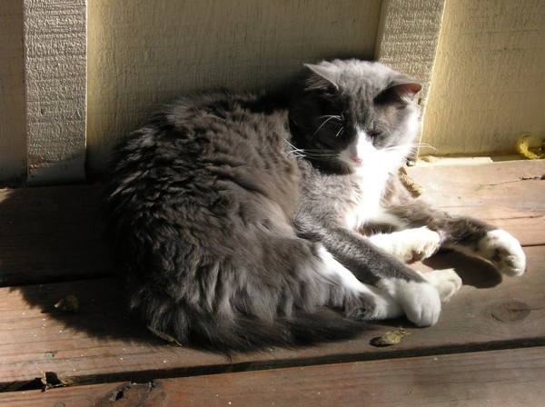 Happy in the Sun