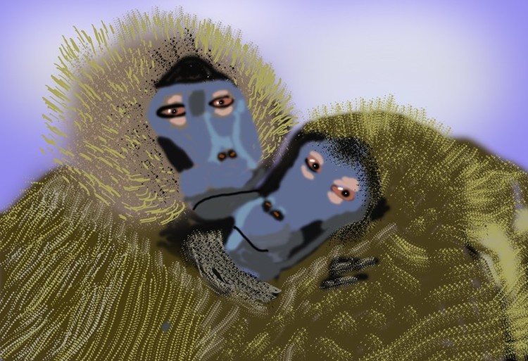 Chimps O938