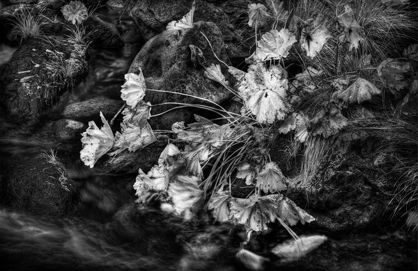 wagner riverplants 3893