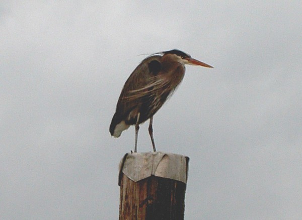 Great Blue Heron