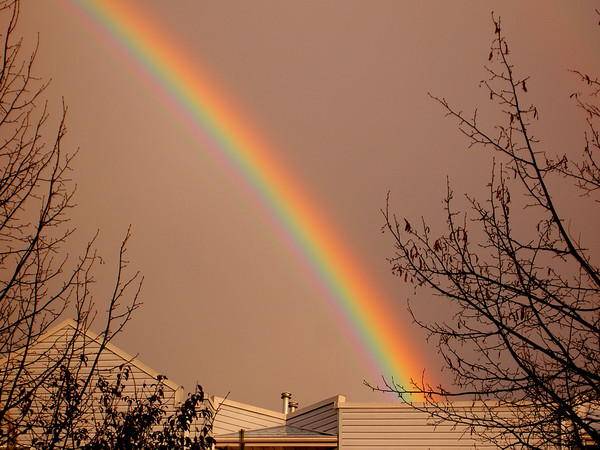 Vivid Bow
