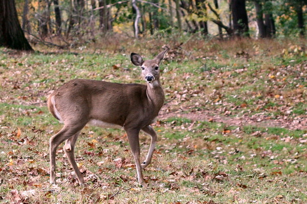 Deer 3