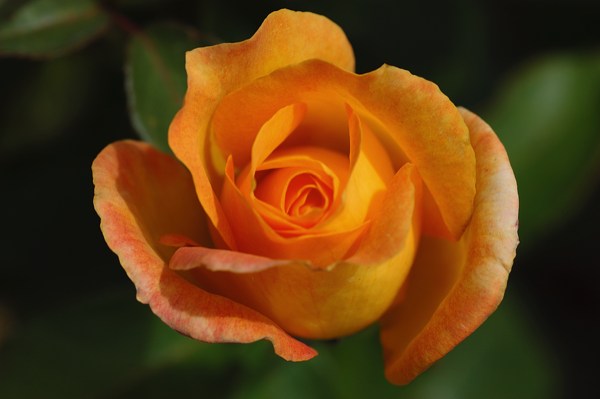 Orange Rose