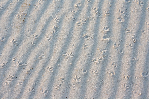 Tracks
