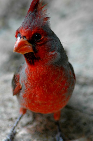 Western Cardinal