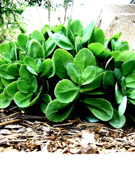 Bush