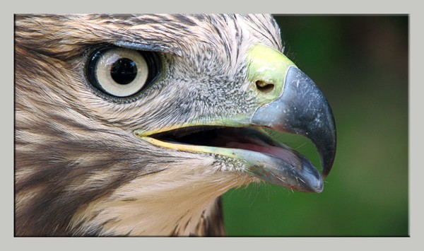 Hawk