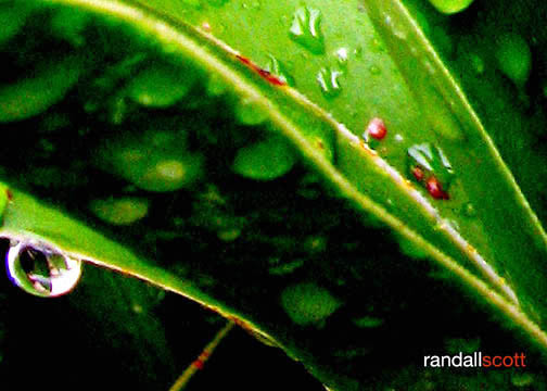A Drop of Life