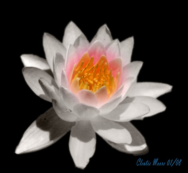 White Lilly