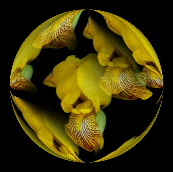 Yellow Iris Sphere