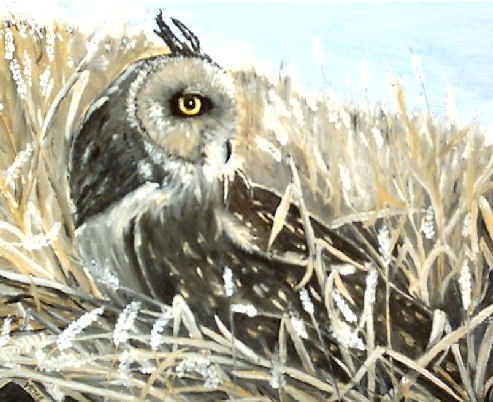 Barn Owl