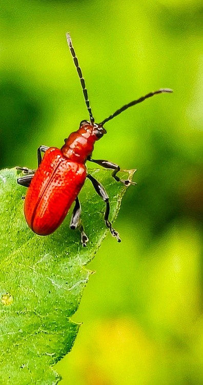 red beetle