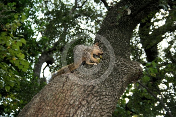 Squirrel In Tree