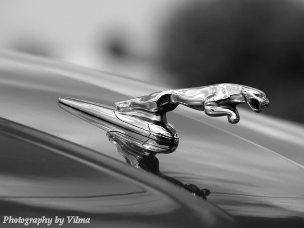 Jaguar