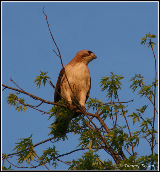 redtail hawk