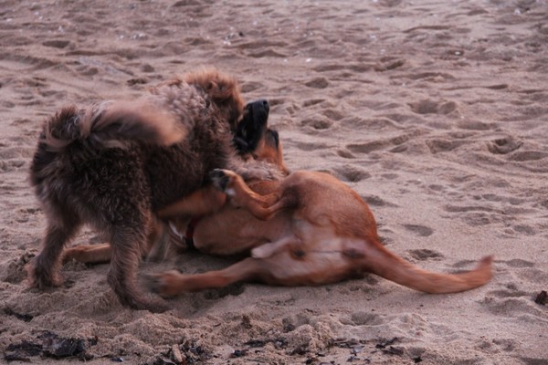 Best Buddies on the Beach