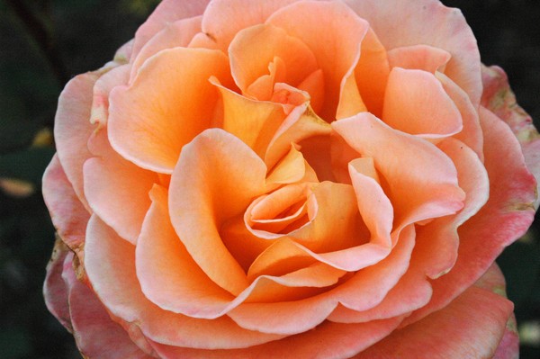 Perfect Pink-peach rose Nova Scotia