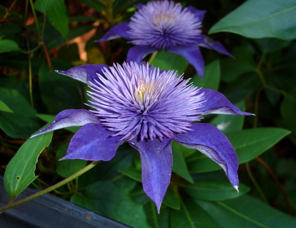 The lone clematis