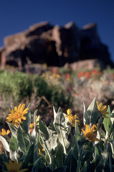 Mule's Ear and Granite Outcrop