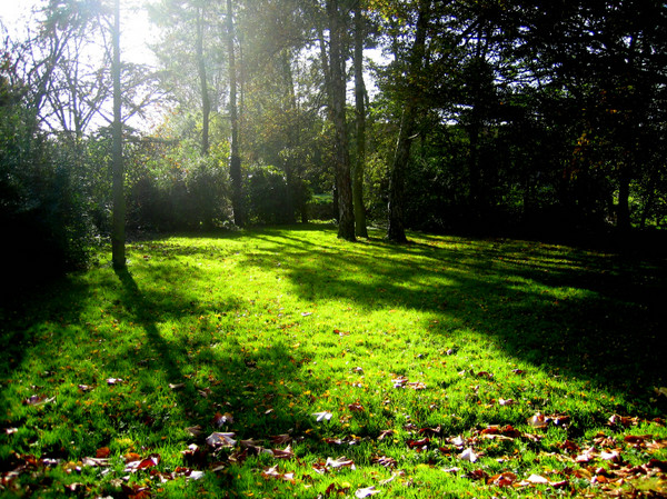 sunshine in my autumngarden