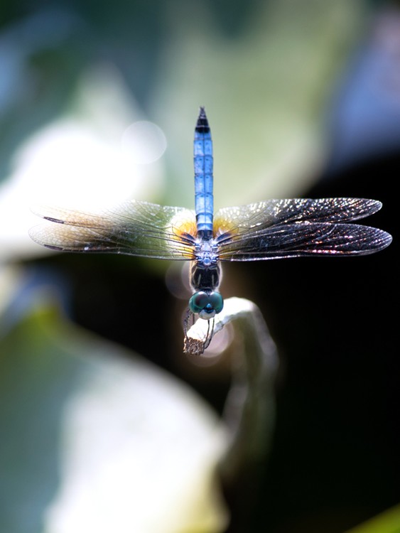 Blue Dasher Dragonfly (Pachydiplax longipennis)