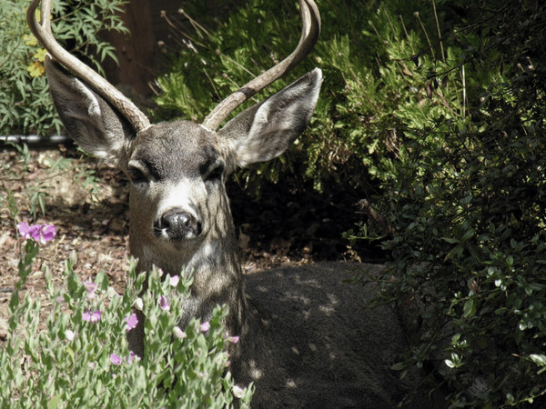 The Visiting Deer