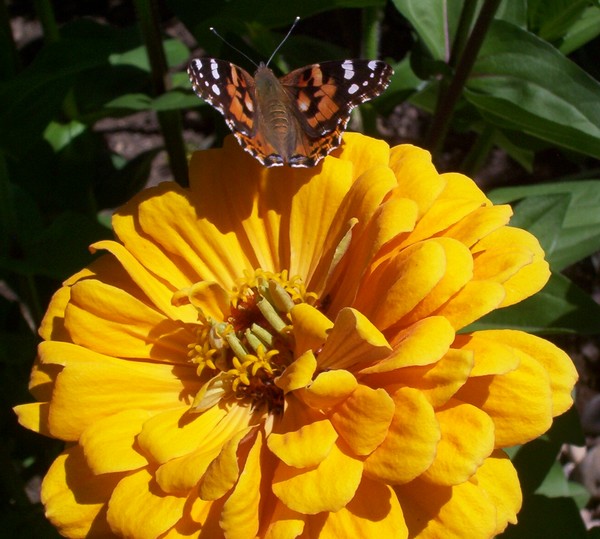 tigerfly