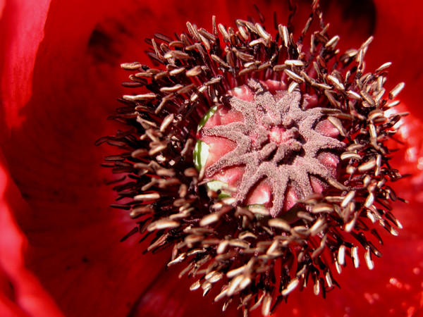 Papaver Orientale Allegro