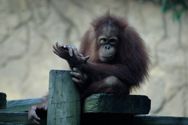 Baby Orangutan