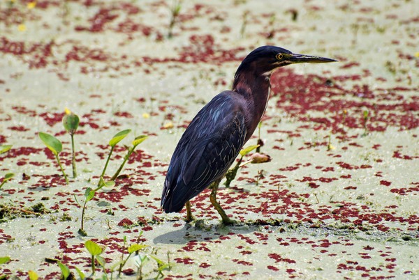 Algae Poser