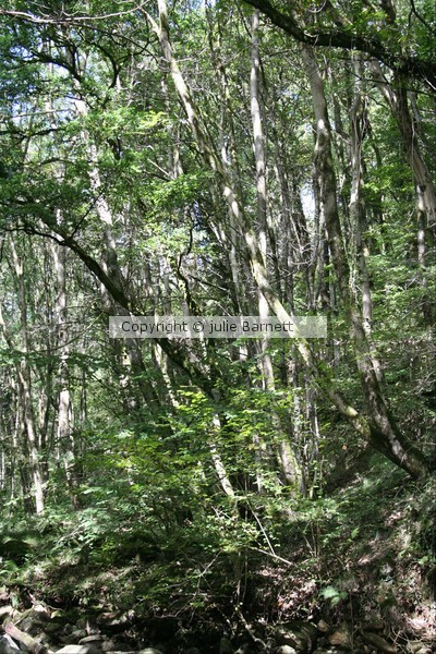 group of silver birch trees