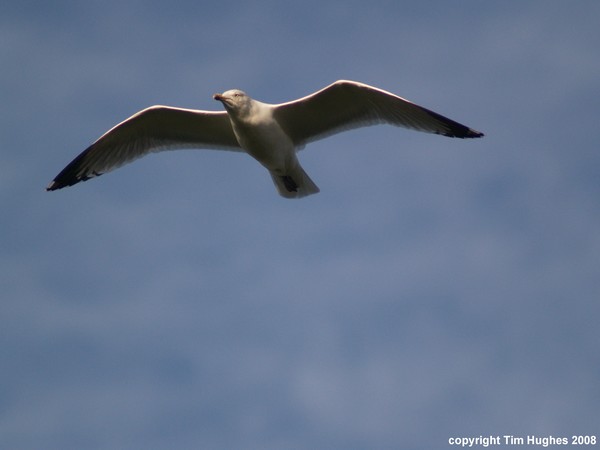 'Soaring 2'