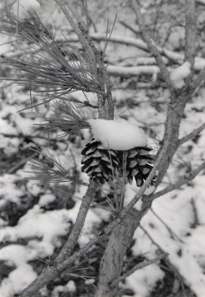 Pine Cones