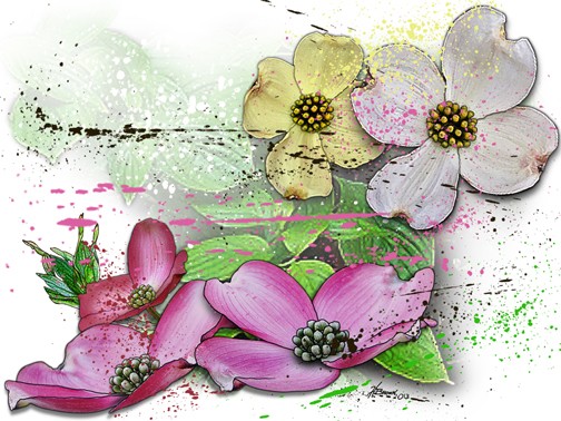 Dogwood Giclee sm2