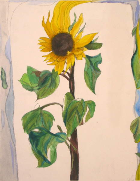 Sunflower