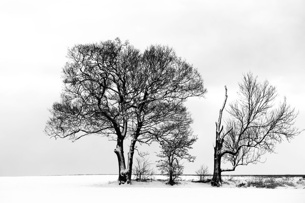 broomfield in snow