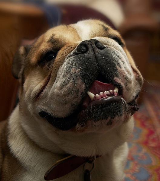 Droopy