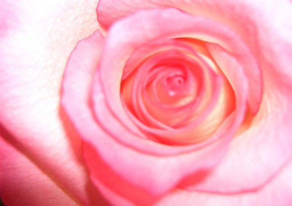Bright rose