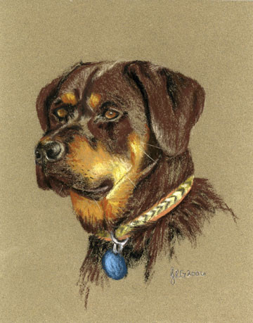Handsome Rottweiler