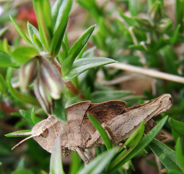 Hopper Hiding