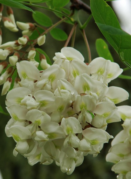 Locust Blooms 2