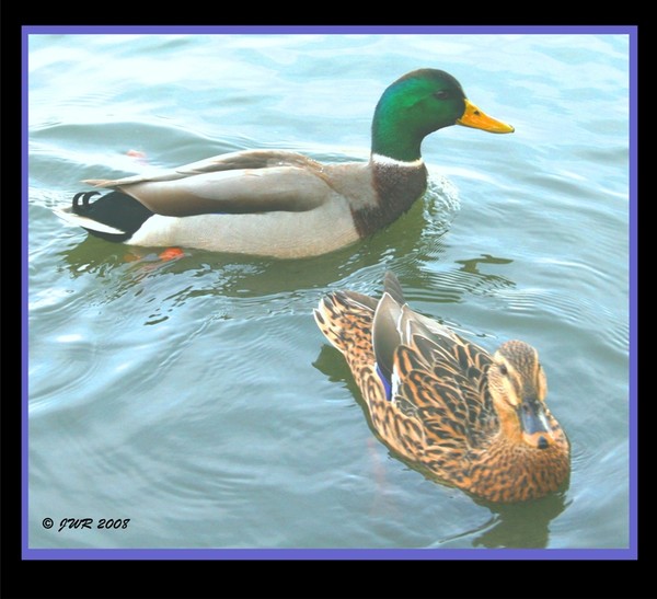 Mallards In The Fall
