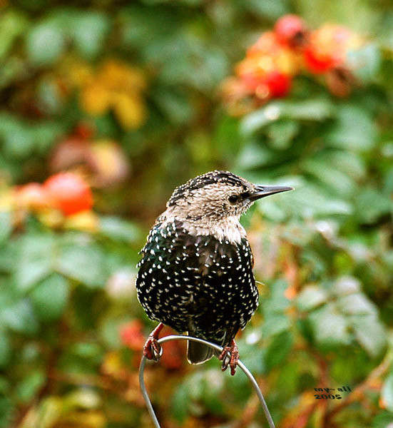 Starling