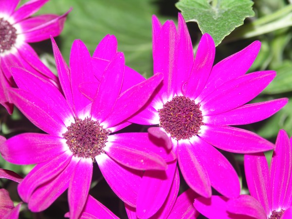 Senetti Pink1