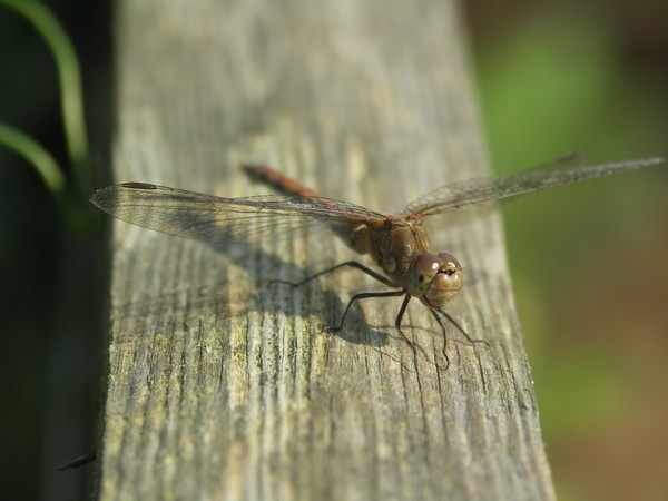dragonfly series looking at ya 1