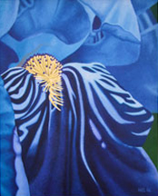 Iris