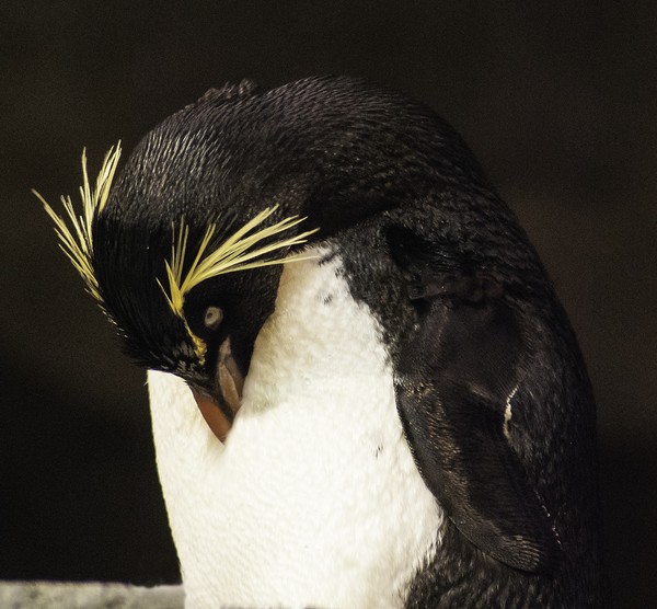 Rockhopper