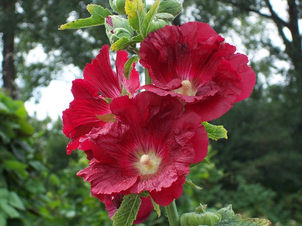 Red splendor