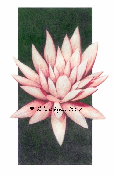 Water Lilly