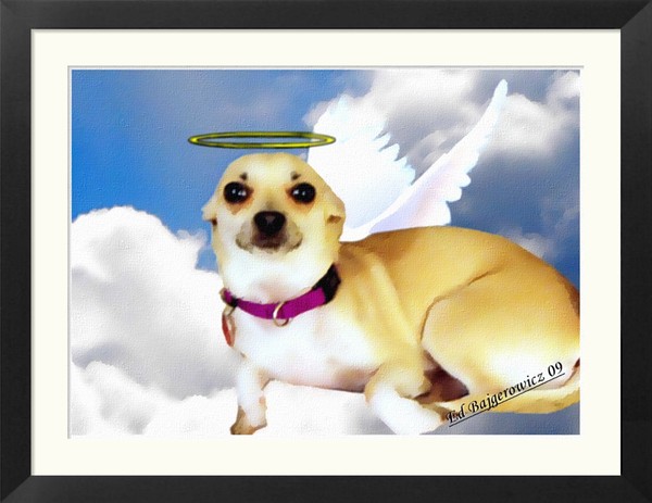 Pet Angel